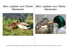 Titelseite-Stockente-3.pdf